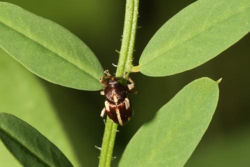 Tychius quinquepunctatus